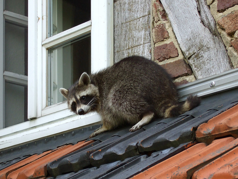 Illustration for article titled In Defense of Raccoons
